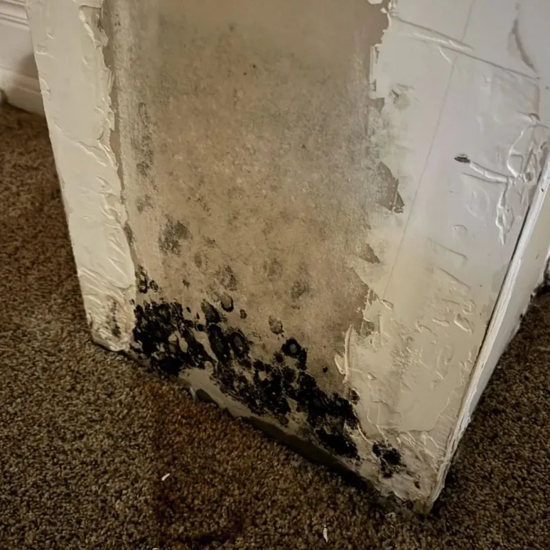 Professional Mold Removal in Rio Dell, CA